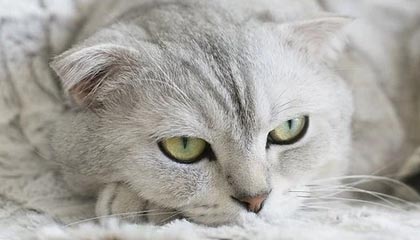 爱游戏大厅-阿尔艾因赛前战术培训，提升比赛执行力