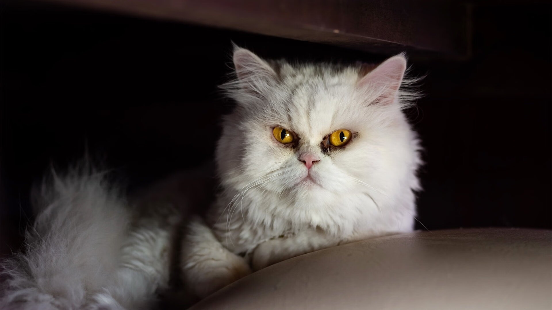 踢向世界的任意球,欧冠角力场外,乌克兰冲击波如何攻破牙买加球门?