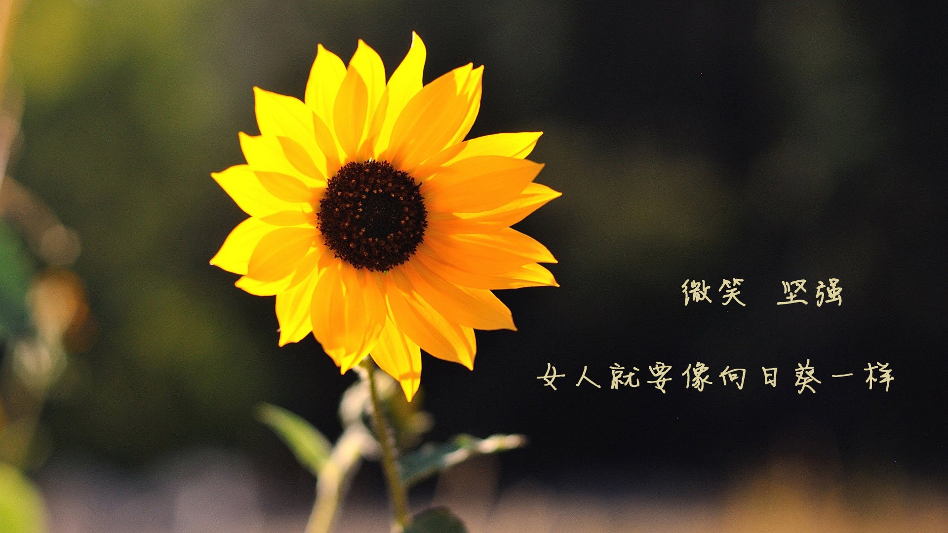 爱游戏官网-青春风暴对团队魔法，杰伦·格林爆发之夜，魔术编织胜利之网击败灰熊