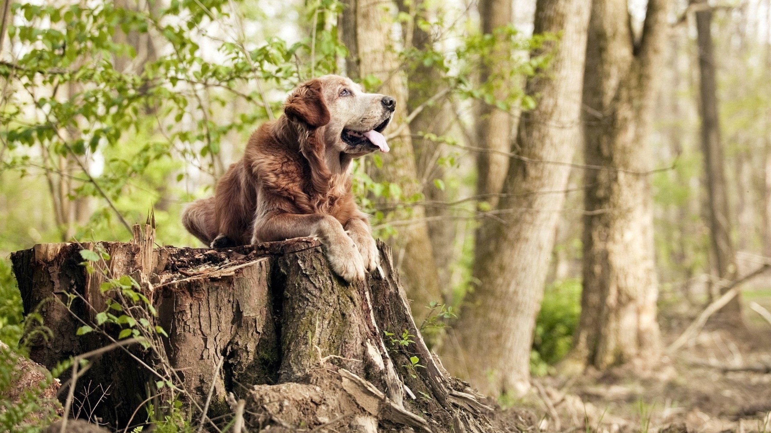 爱游戏在线-内外兼修！约基奇式爆发激活全队，上海男篮稳扎稳打力克深圳