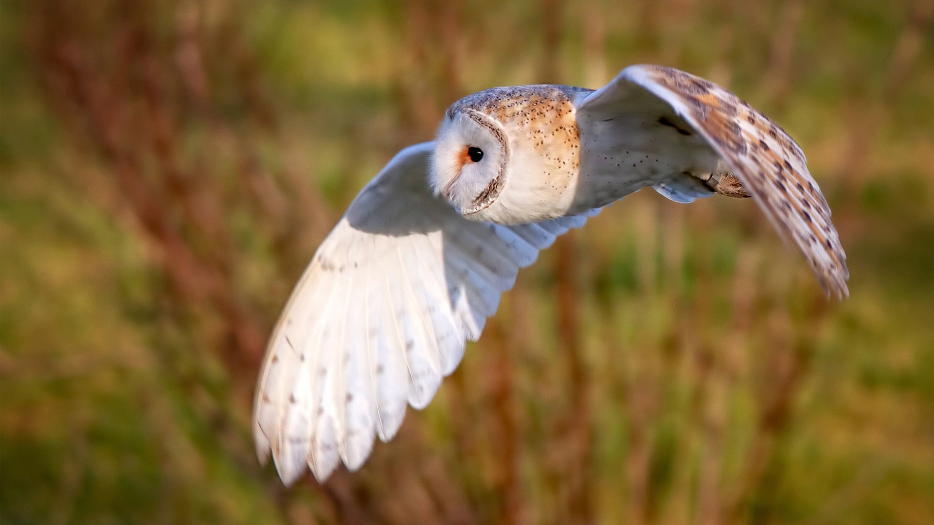 爱游戏-太阳炙烤麦迪逊！拉梅洛末节17分化身关键先生