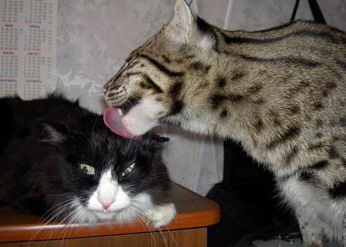 弗拉霍维奇闪耀意甲焦点战,无可争议的全场最佳