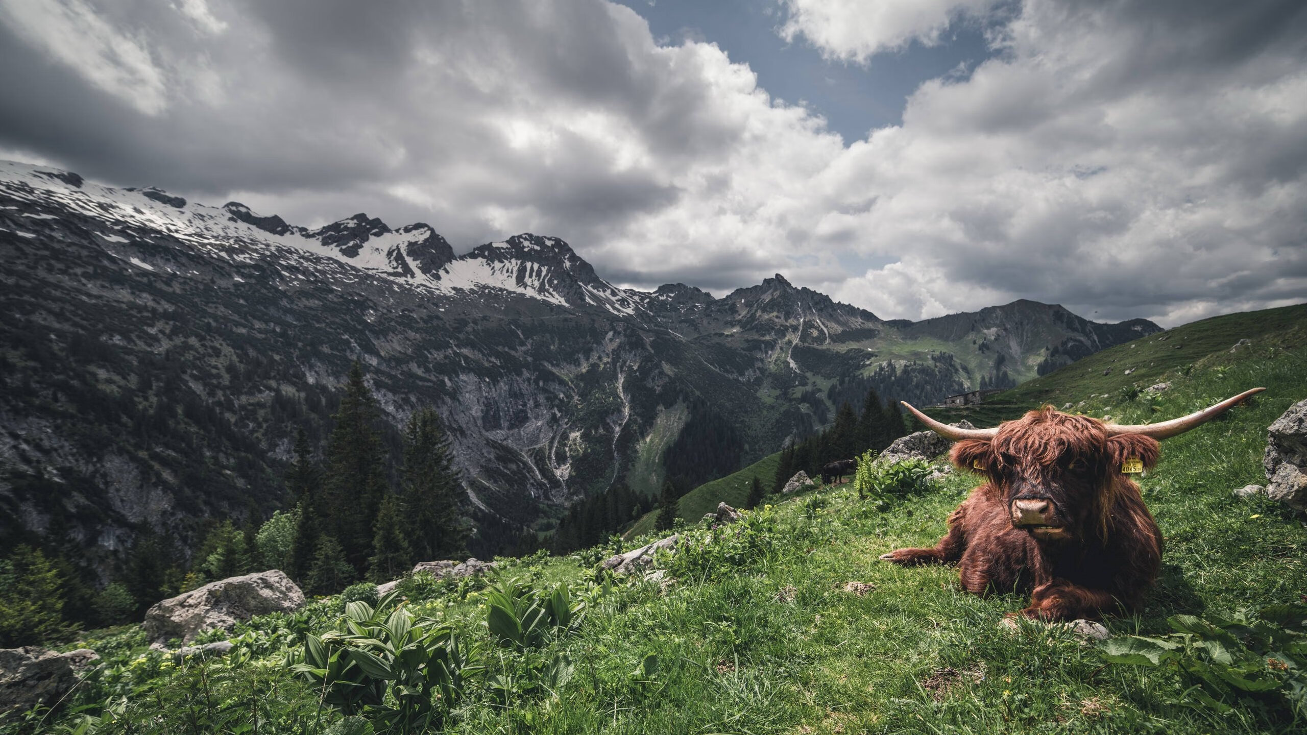 绿白风暴席卷南半球,英伦天才主宰争冠夜