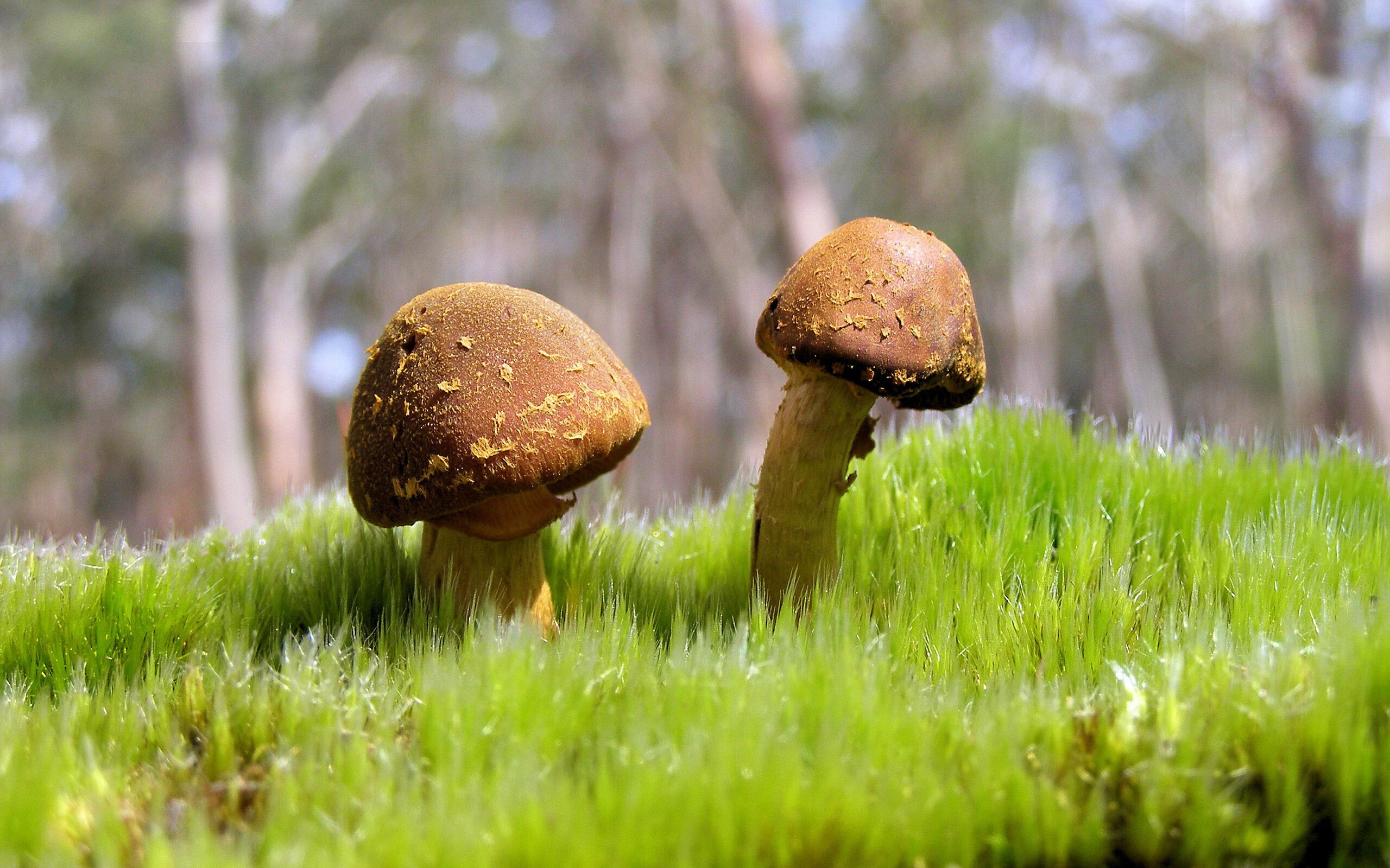 蒂亚戈之怒,当洪都拉斯用血性在圣西罗写下足球史诗