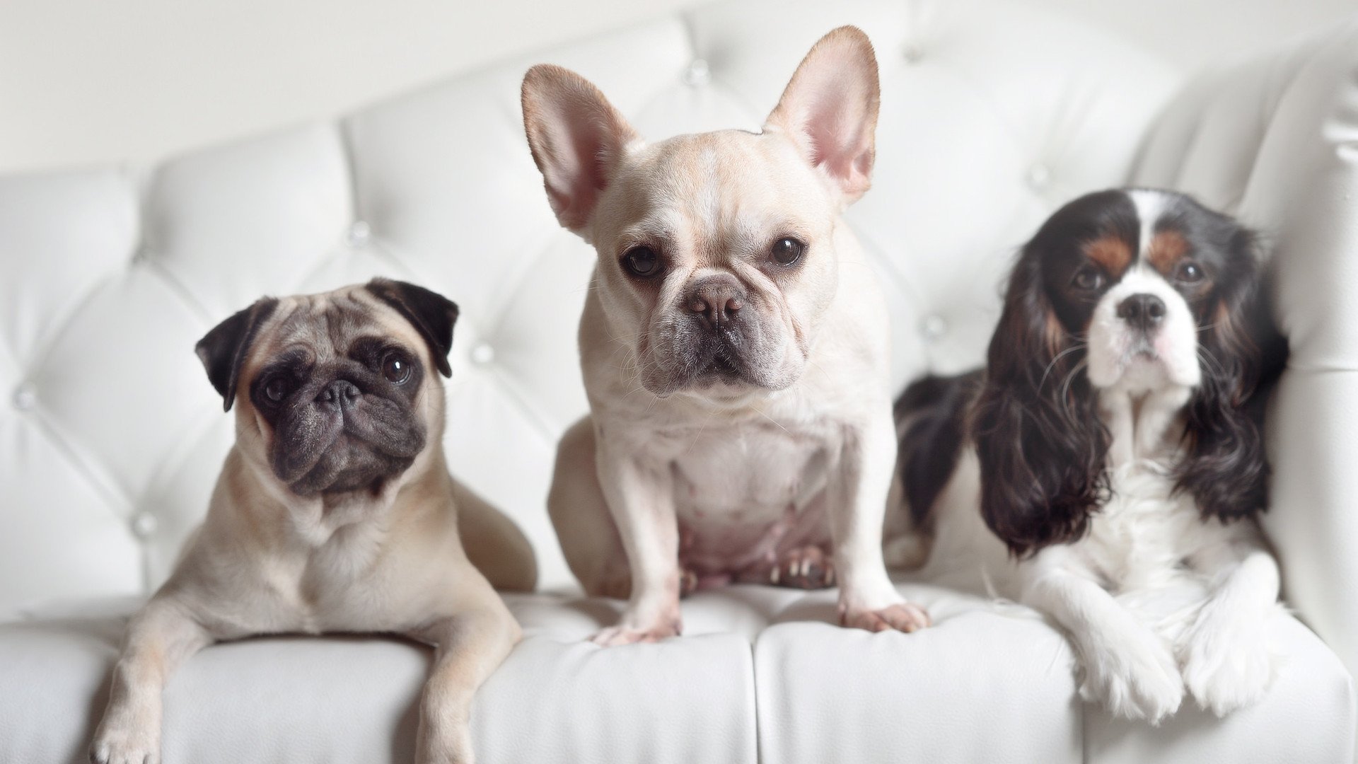 冰与火之歌，当格纳布里的精密计算遇上伊拉克的灼热意志